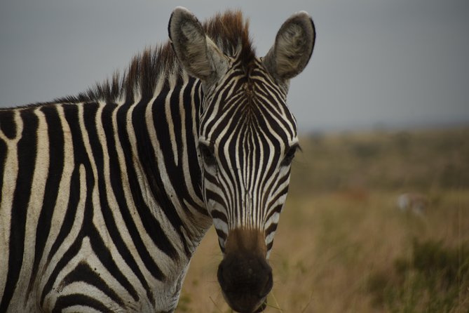 Nairobi National Park Tour - Requirements for Participants