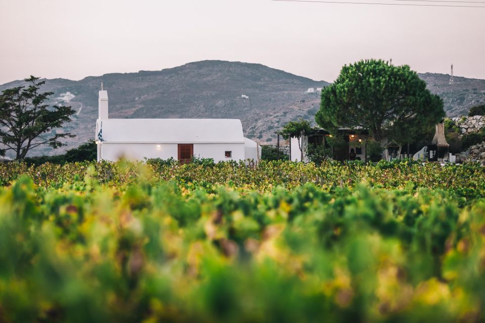 Naxos: Wine & Culture Tour - Ancient Sanctuary of Dionysus