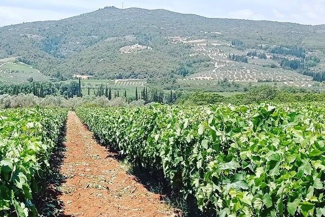 Nemea Wine Tour From Athens, Nafplio or Nemea With Oenologists - Wine Tasting and Tours