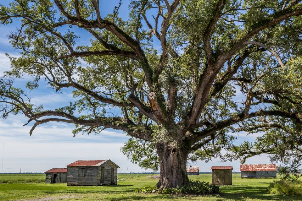 New Orleans: Felicity Plantation Guided Tour - Tour Experience