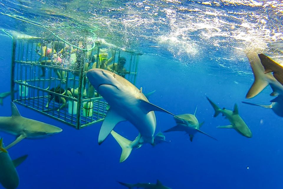 Oahu: Shark Cage Dive on the North Shore - Inclusions and Exclusions