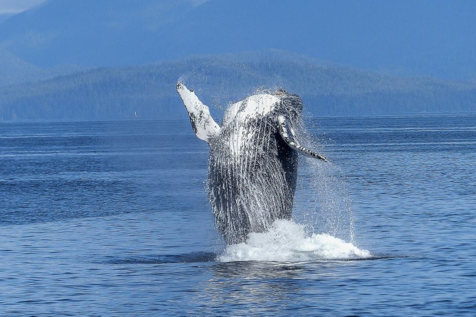 Oahu: Whale Watching Afternoon Sailing Cruise - Whale Migration Facts