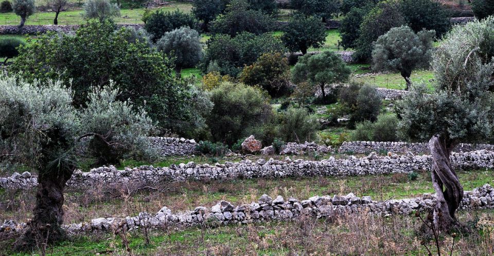 Olive Plant and Mill Visit and Tasting - Tasting and Picnic Details