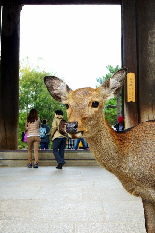 One Day Private Customized Self-Guided Tour in Nara - Transportation and Services