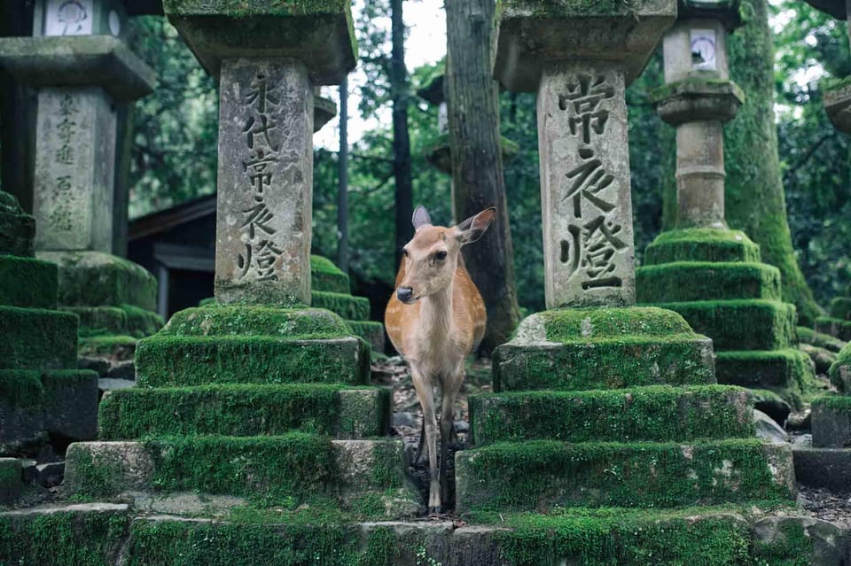 Osaka: Nara & Uji Day Tour: Deer Park, Matcha & Hot Springs - Cultural Experiences