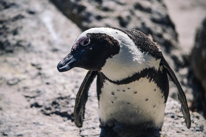 Peninsula Roadtrip: Boulders Beach & Cape Point - Meeting and Pickup Details