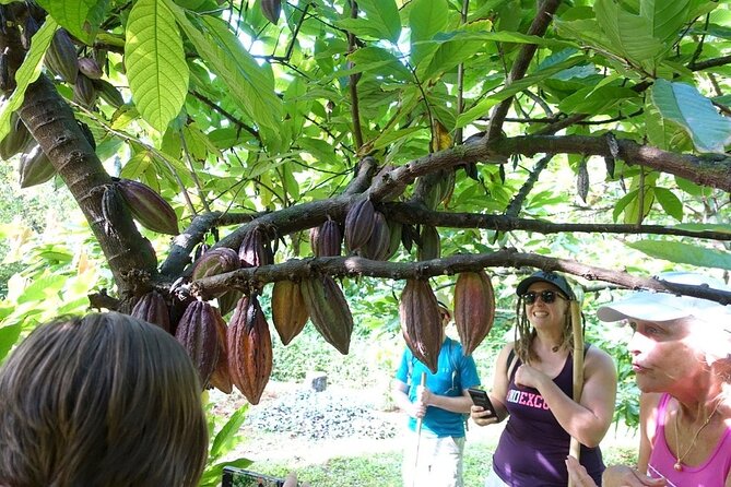 Princeville Botanical Gardens Tour and Chocolate Tasting Ticket - Gourmet Chocolate Sampling