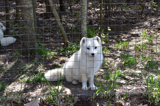 Private Day Trip to Parc Omega and Chateau Montebello From Montreal - Pickup and Meeting Point