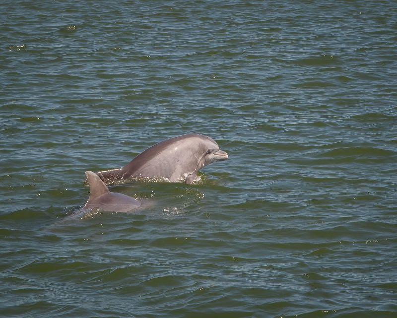 Private Dolphin Tours in the Amazing Savannah Marsh - Whats Included