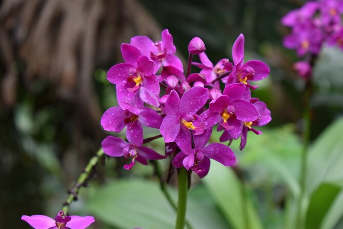 Private Glorious Gardens of Barbados - Huntes Gardens