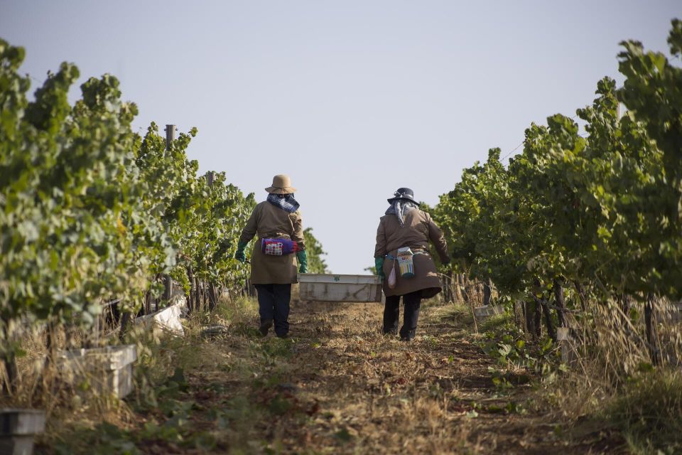 Private Luxury Wine & Food Tour in Alentejo - Prestigious Wine Estates