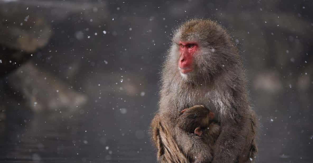 Private Snow Monkey Zenkoji Temple Sightseeing Day Tour - Transportation and Logistics