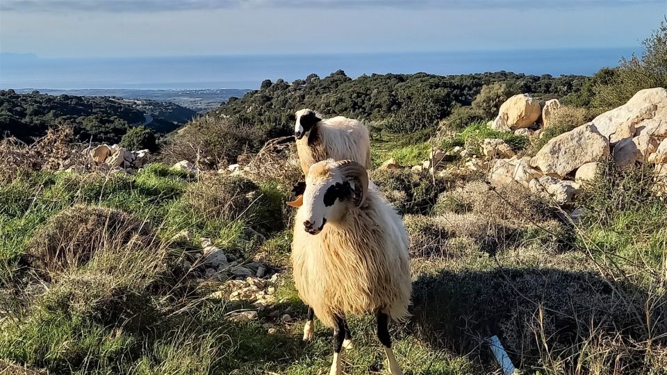 Rethymno: Shepherds Path Hike From Maroulas Village - Additional Highlights