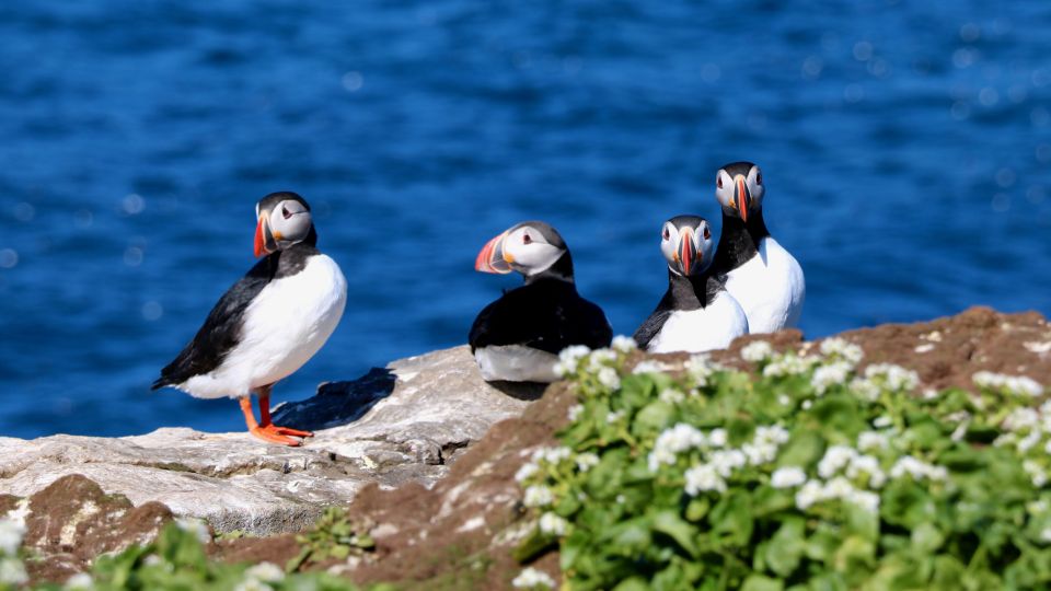 Reykjavik: Premium Whale Watching With Flexible Ticket - Restrictions and Requirements