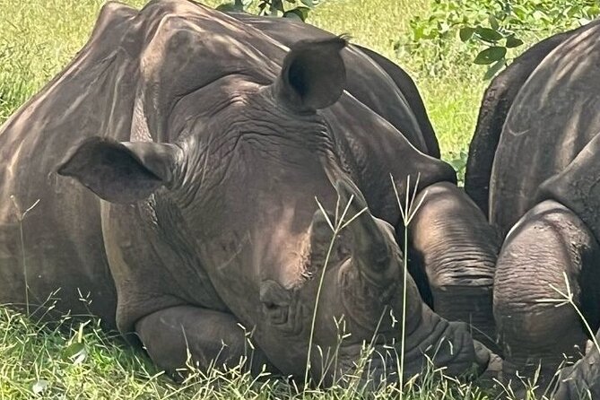 Rhino Walking Safari - Wildlife Encounters