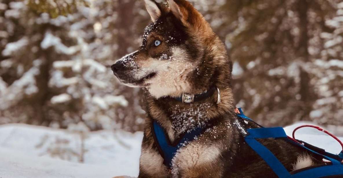 Rovaniemi: Husky Safari Tour & 6-10 Km Self-Driving Mushing - Included in the Tour Package