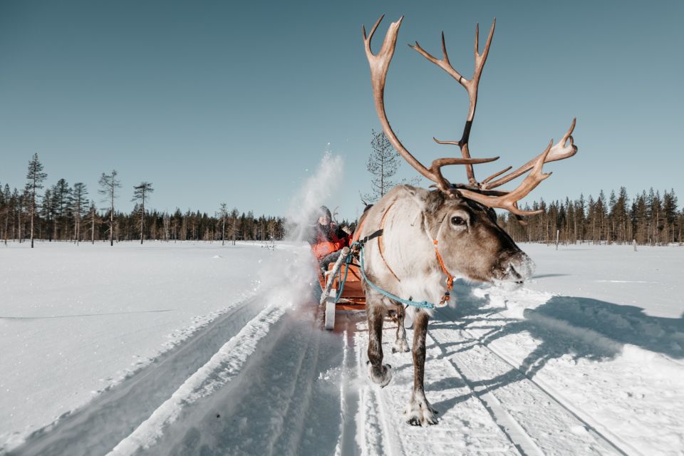 Rovaniemi: Reindeer Sleigh Ride With Hot Drink and Cookies - Inclusions in the Package