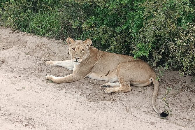 Safari Game Drive in Zambezi National Park - Guest Reviews and Feedback