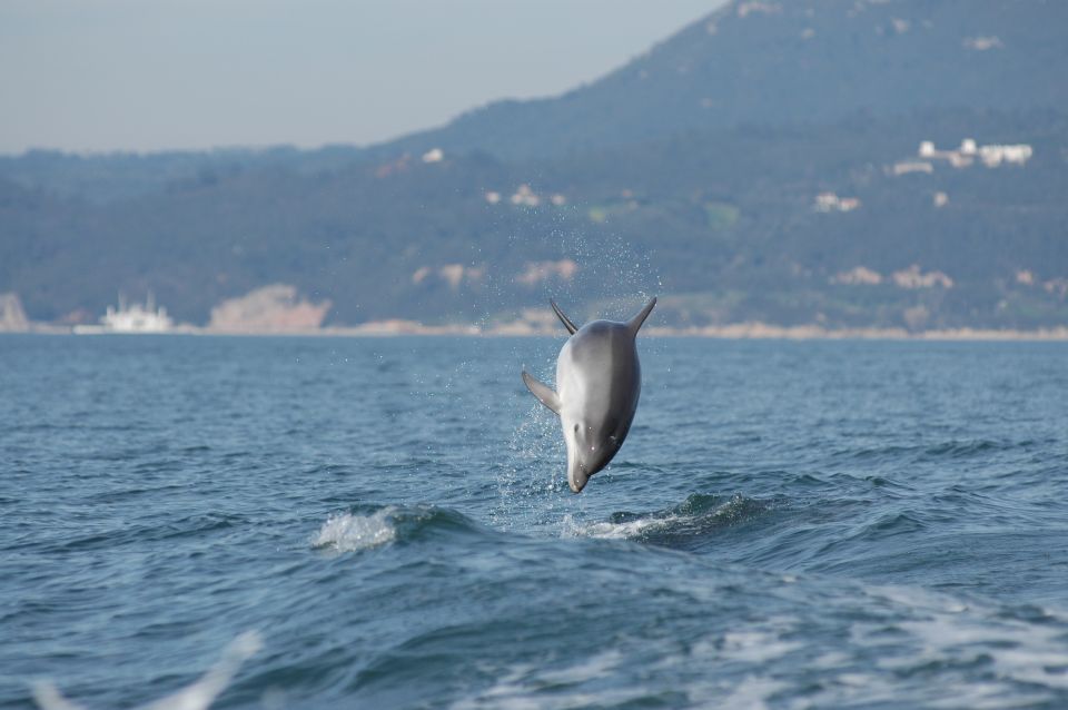 Sesimbra: Eco-friendly Dolphin Watching Tour - Environmental Impact