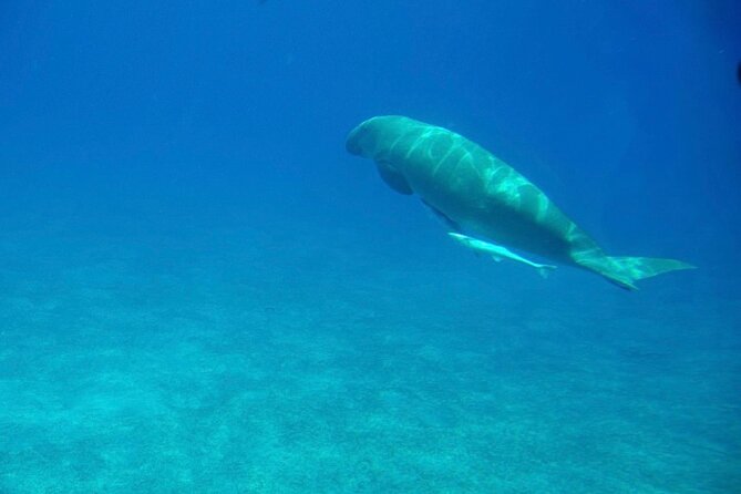 Sharm El-Sheikh: Royal Seascope Submarine Cruise in With Pickup - Convenient Transportation and Inclusions