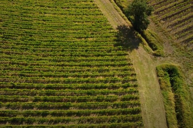 Small Group Brunello Di Montalcino Wine Tour From Siena - Wine Tasting Experiences