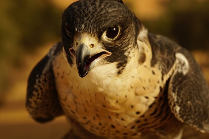 Small-Group Tour: Falcon 2—Dubai Falconry Safari - Interactive Session