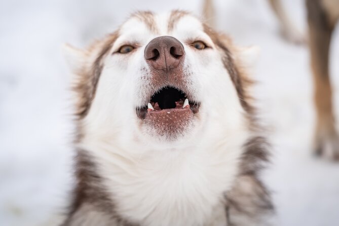 Small-Group Wilderness Husky Sledding 2h Away From Tromsø - Sled Briefing and Dog Introductions