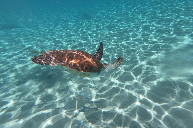 Snorkel With Turtles & Kenepa Grandi Beach: Nr.1 Island Day Trip - Morning or Afternoon Departure