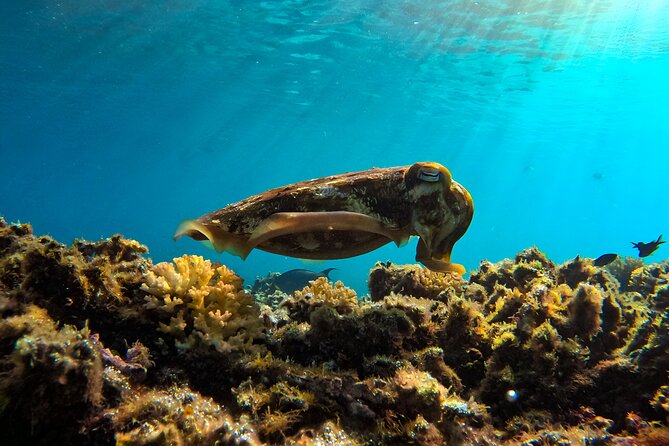 Snorkeling Experience at Ad Daymaniyat Islands in Muscat - Highlights of the Snorkeling Tour