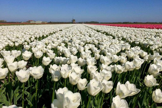 Springtime Private Tour to Keukenhof, Tulip Fields and Windmills - Highlight Experiences