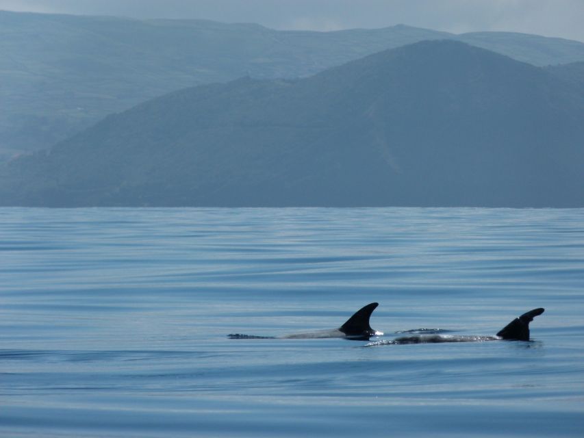 Swimming With Dolphins in Terceira Island - Expectations for Swimming