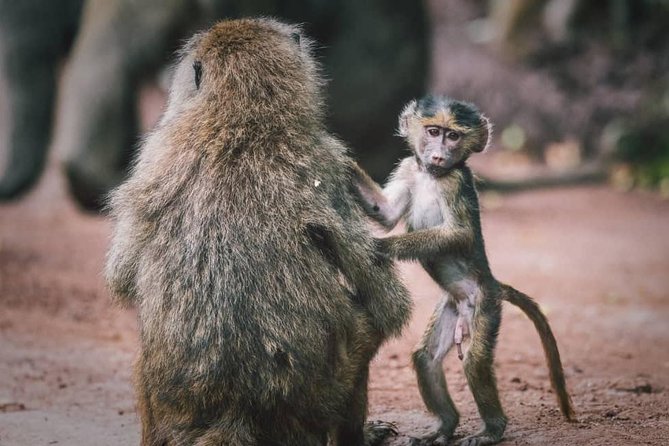 Tarangire National Park: Guided Day Tour From Arusha - Tour Logistics