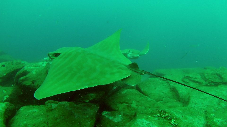 Tenerife: 2 Diving Sessions for Certified Divers - Dive Locations