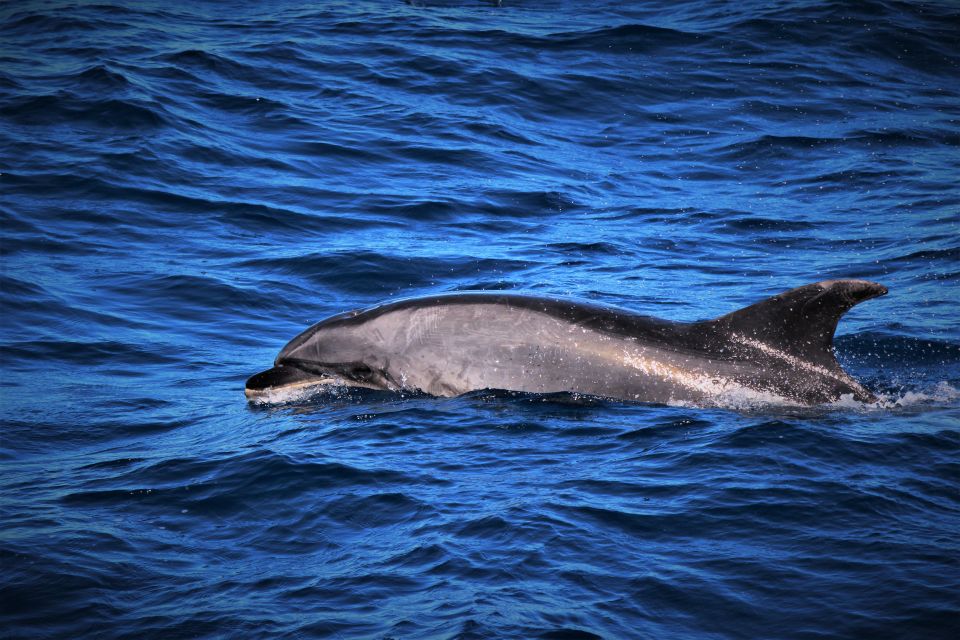 Terceira: Boat Tour and Swimming With Dolphins - Preparing for the Dolphin Swim