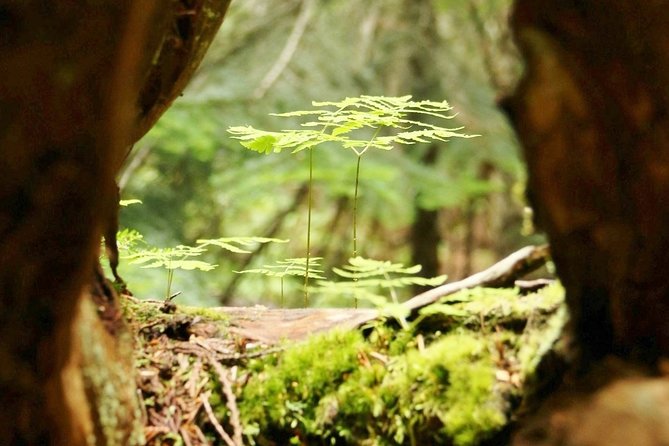 The Great Whistler Walking Tour: Discover Whistlers Sights, History & Culture! - Confirmation and Accessibility