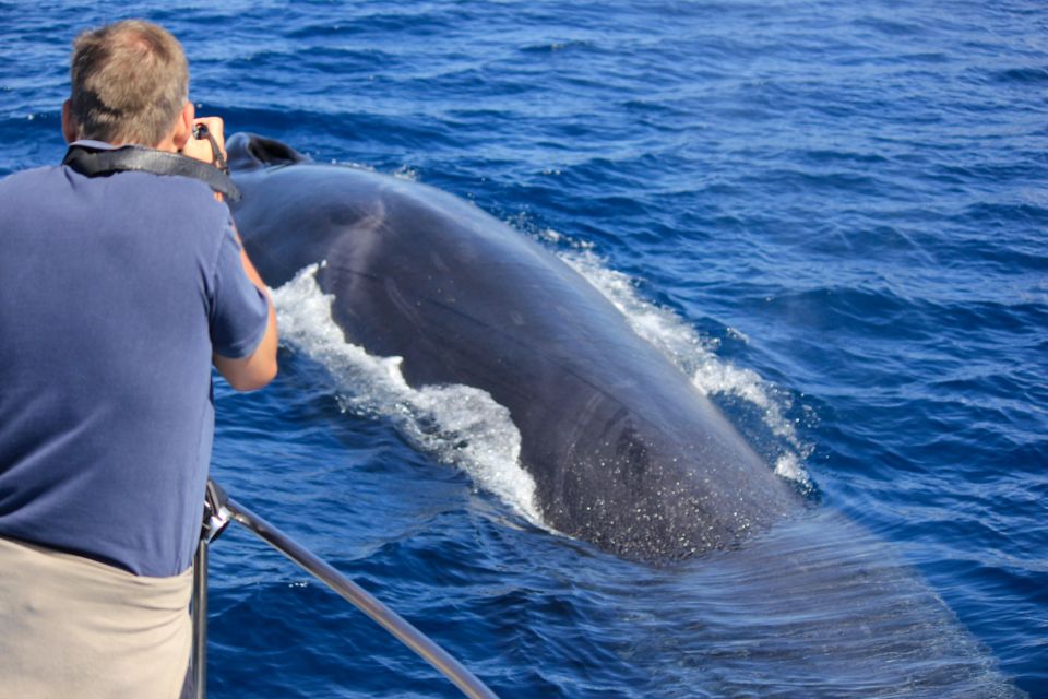 Third Island: Whale and Dolphin Watching Boat Excursion - Wildlife and Conservation