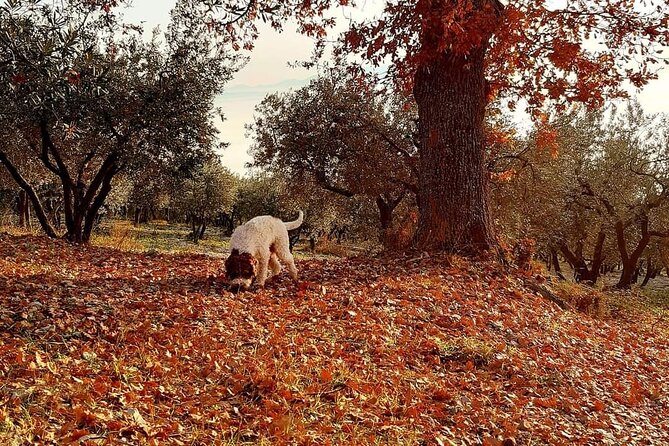 Truffle Hunting Experience in Assisi - Activity Details and Requirements