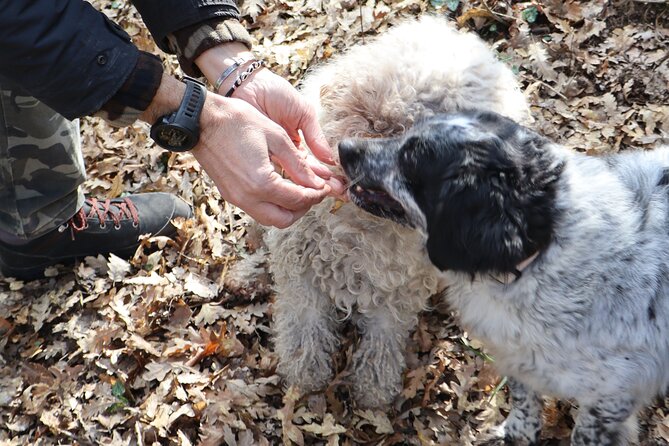 Truffle Hunting & Tasting in San Miniato Tuscany With Dogs - Exploring the Picturesque Tuscan Countryside