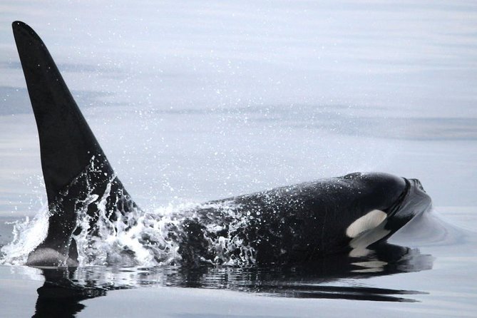 Vancouver Whale Watching Safari - Inclusions