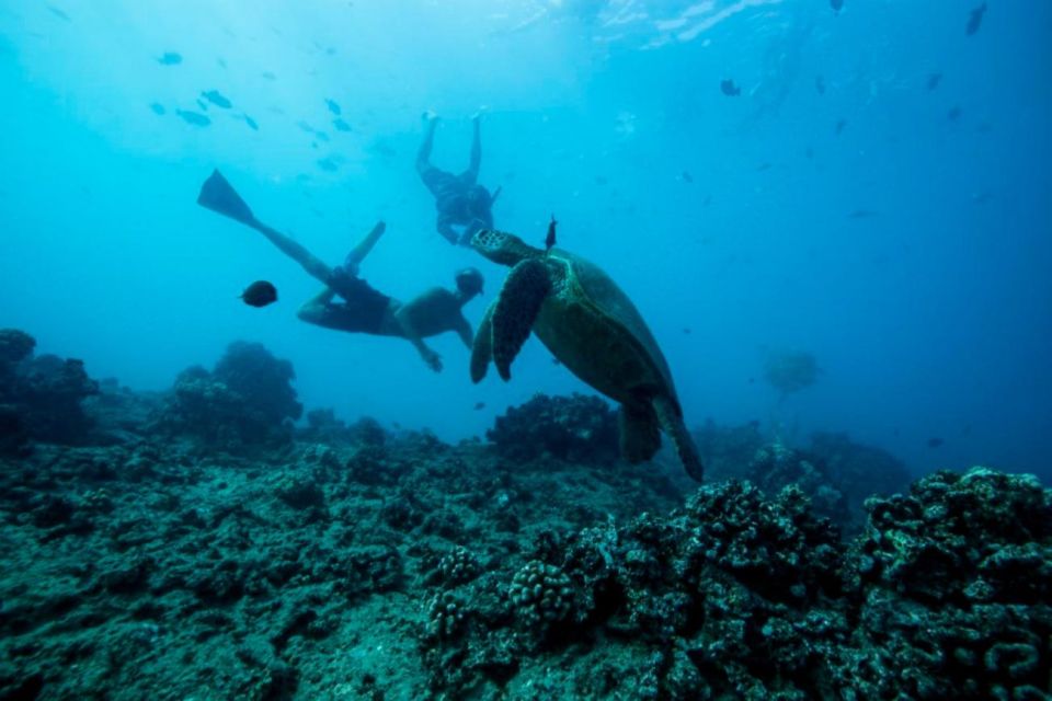 Waikiki: Snorkel Tour With Hawaiian Green Sea Turtles - Pricing and Cancellation