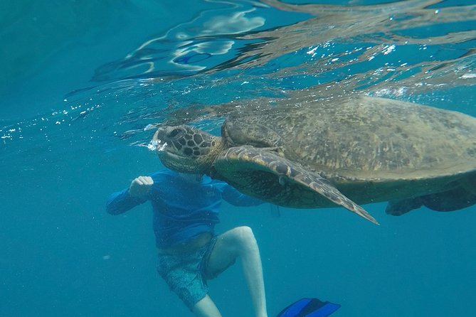 Waikiki Turtle Snorkel Tour - Small Group (6 Passengers or Less) - Meeting Point and Logistics