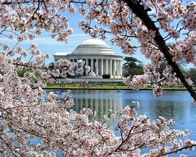 Washington DC : Cherry Blossom Walking Tour - Tour Experience