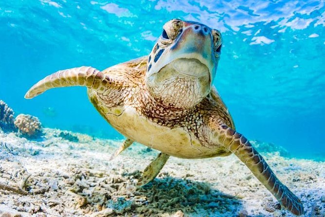 Watamu Marine Park & Sudi Island Mangrove Forest Canoe Ride.With Sea Food Lunch - Meeting Locals of Sudi Island