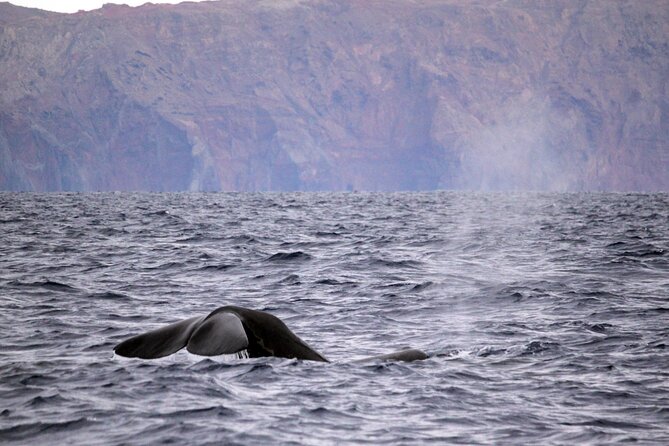 Whale and Dolphin Watching Tour - Funchal - Included in the Tour