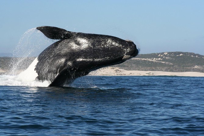 Whale Watching Hermanus - Boat Base - Meeting and Pickup Details