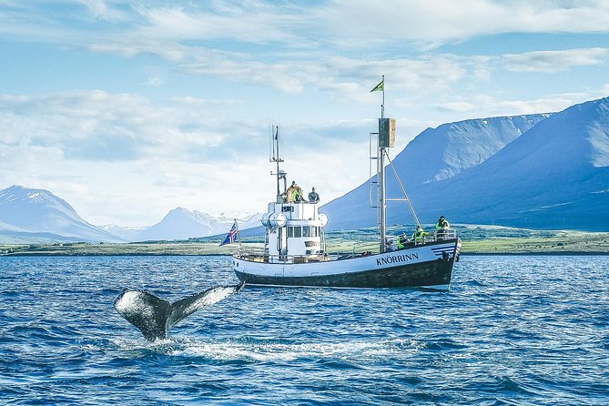 Whale Watching on Board a Traditional Oak Boat From Árskógsandur - Sailing on a Traditional Oak Ship