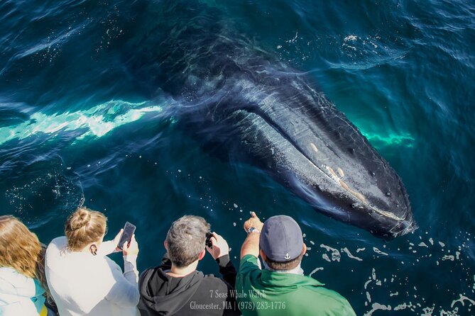 Whale Watching Trips to Stellwagen Bank Marine Sanctuary. Guaranteed Sightings! - Meeting and Pickup Details