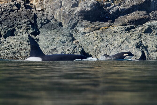 4 Hr Into the Wild Whales & Wildlife Adventure - Key Points