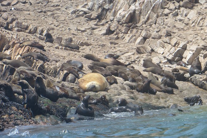 1.5-Hour Seal Viewing Boat Tour in Plettenberg Bay - Local Ecosystem