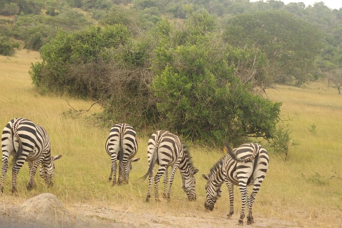 2 Day Lake Mburo National Park Wildlife Safari - Accessibility and Suitability